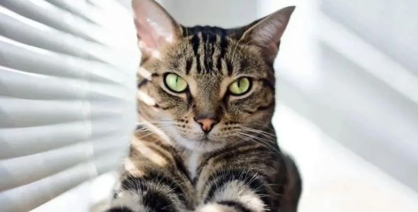 中华神猫“狸花猫”，为何弃养率这么高？