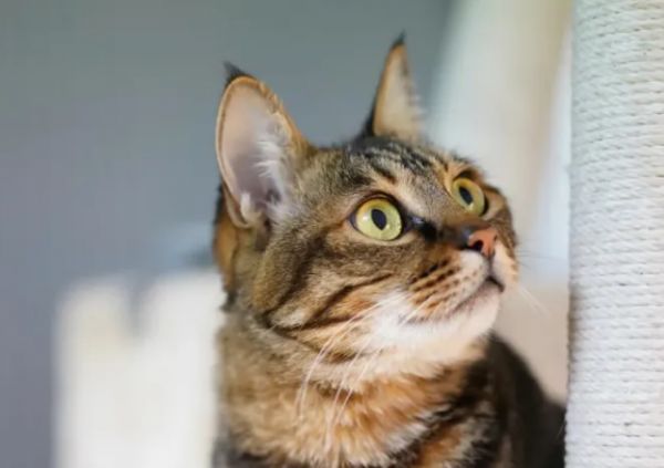 中华神猫“狸花猫”，为何弃养率这么高？