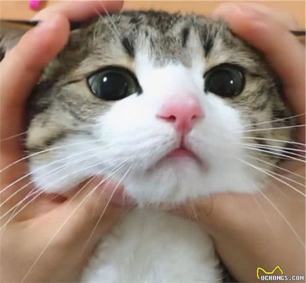 狸花猫为什么是“最受欢迎”的猫咪？网友：实在是太优秀了