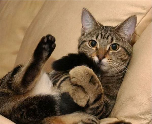 狸花猫为什么是“最受欢迎”的猫咪？网友：实在是太优秀了