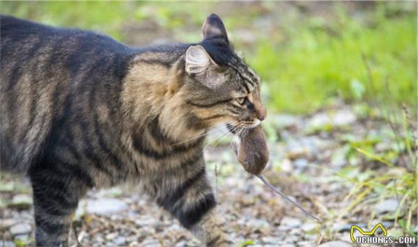 狸花猫为什么是“最受欢迎”的猫咪？网友：实在是太优秀了