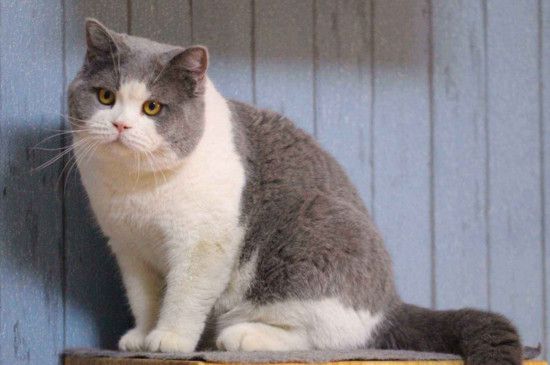 什么猫价位在300到500，宠物猫价格便宜的品种