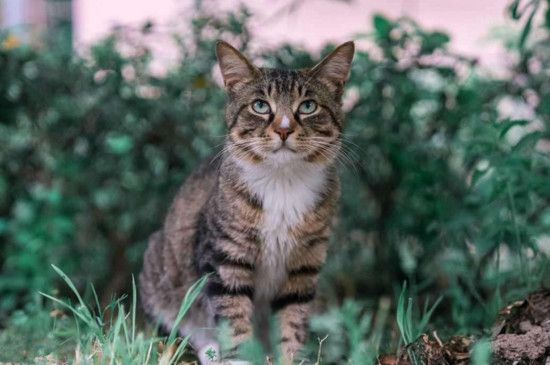 什么猫价位在300到500，宠物猫价格便宜的品种