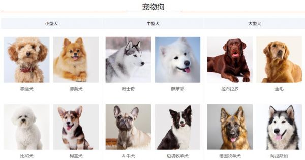 宠物狗