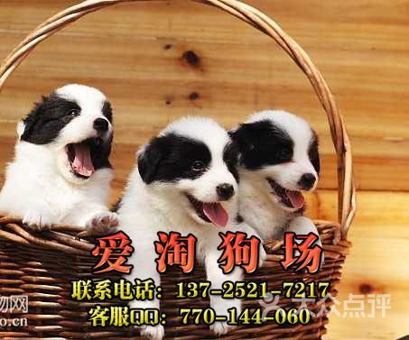广州哪里有宠物粮食批发市场啊多少钱（广州哪里有宠物粮食批发市场啊多少钱一个）
