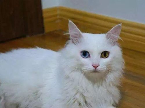宠物猫批发：如何选择优质供应商？国内宠物猫批发市场排名榜