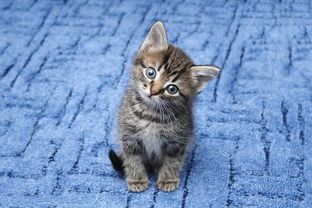 宠物猫批发：如何选择优质供应商？国内宠物猫批发市场排名榜