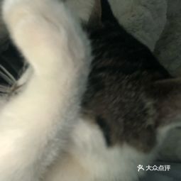 高碑店猫宠物店→高碑店宠物生活圈，分享萌宠日常！