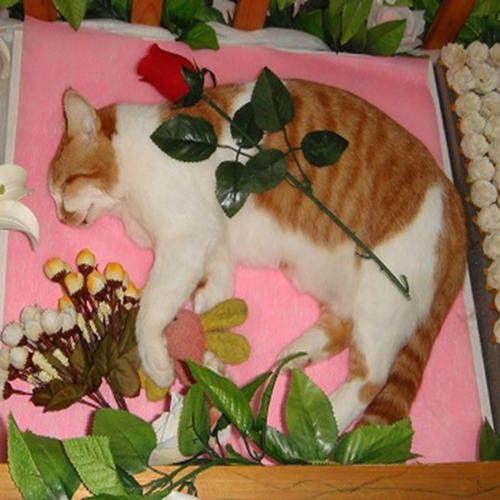 广州番禺宠物丧葬 动物火葬场 宠物安葬 小狗死亡 猫火化