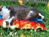 广州黄埔狗狗死了火化 宠物墓地 提供宠物火化安葬服务