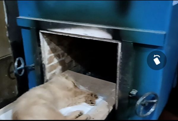 广州番禺宠物丧葬 动物火葬场 宠物安葬 小狗死亡 猫火化