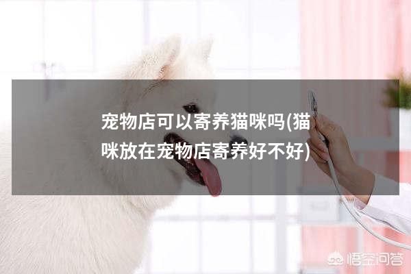 宠物店可以寄养猫咪吗(猫咪放在宠物店寄养好不好)