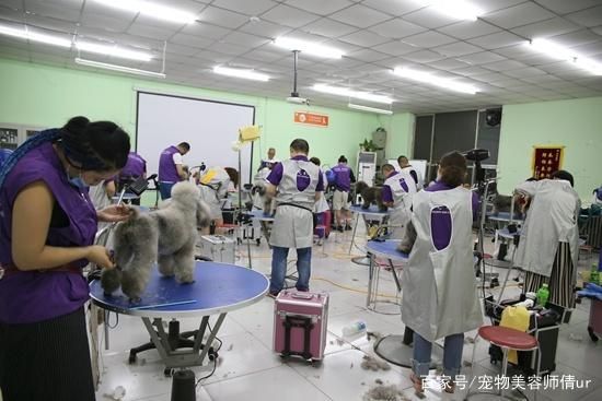 上海专业的宠物美容师必须经过正规培训吗