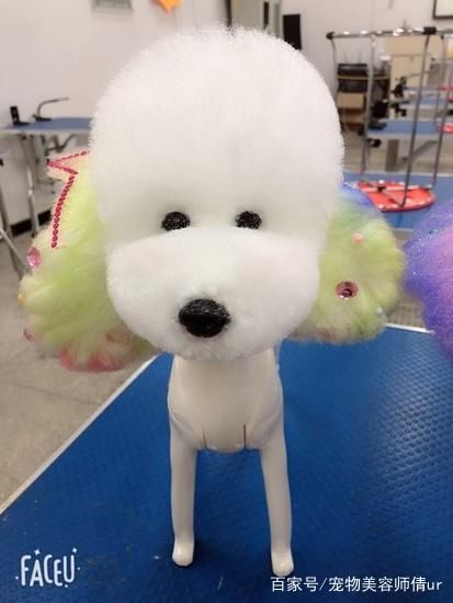 上海专业的宠物美容师必须经过正规培训吗