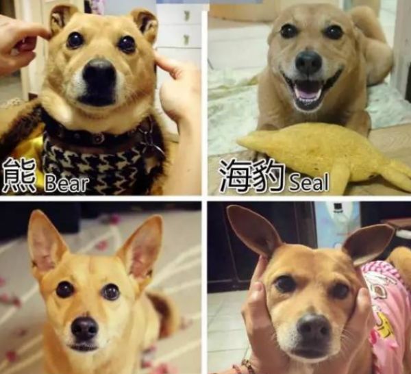 宠物界新秀米克斯犬，袋鼠海豹想变就变！