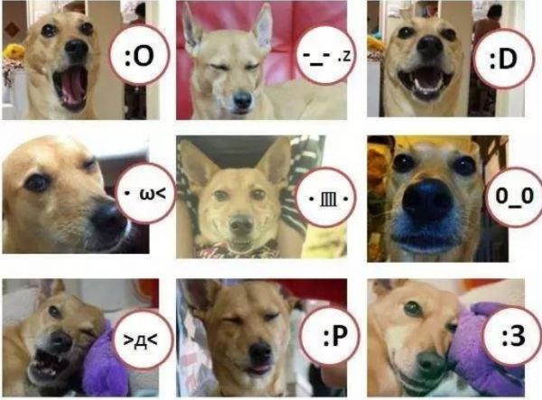 宠物界新秀米克斯犬，袋鼠海豹想变就变！