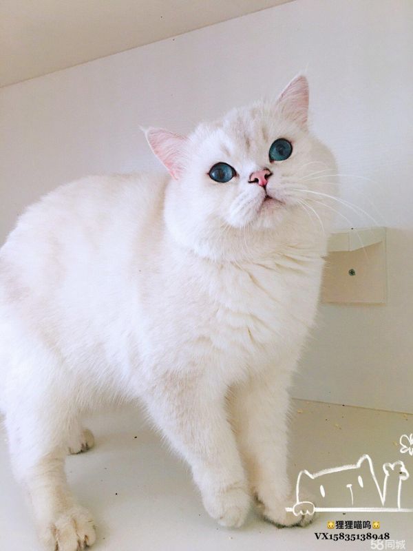 店主头像