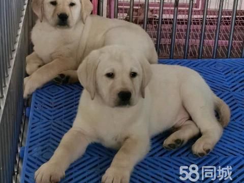 易峰犬舍·狗狗幼犬出售 专业、专注繁殖双血统 拉布拉多犬 导
