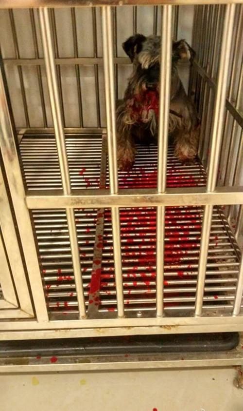 宠物寄养却被咬死! 宠物店主却这样对我说, 还陪我寻狗大半年