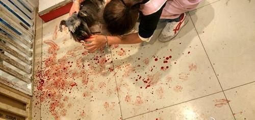 宠物寄养却被咬死! 宠物店主却这样对我说, 还陪我寻狗大半年