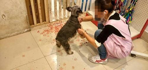 宠物寄养却被咬死! 宠物店主却这样对我说, 还陪我寻狗大半年
