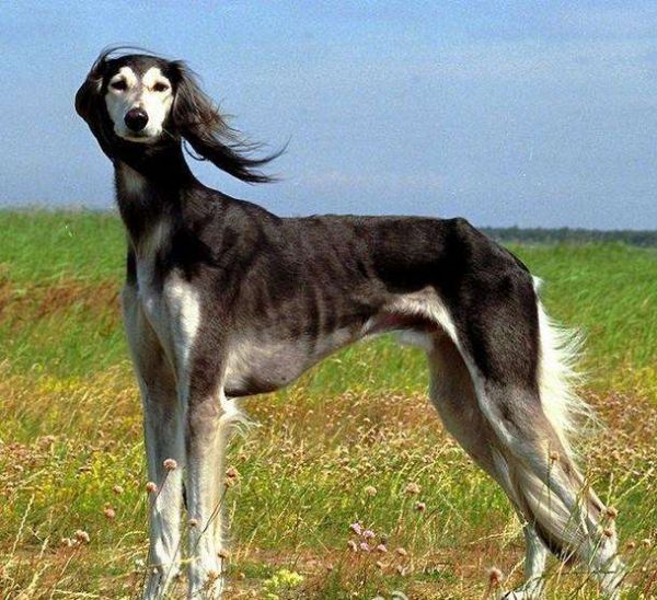 宠物界奇观:细犬是否能超越猎豹速度?你猜中了吗?