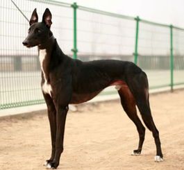 宠物界奇观:细犬是否能超越猎豹速度?你猜中了吗?