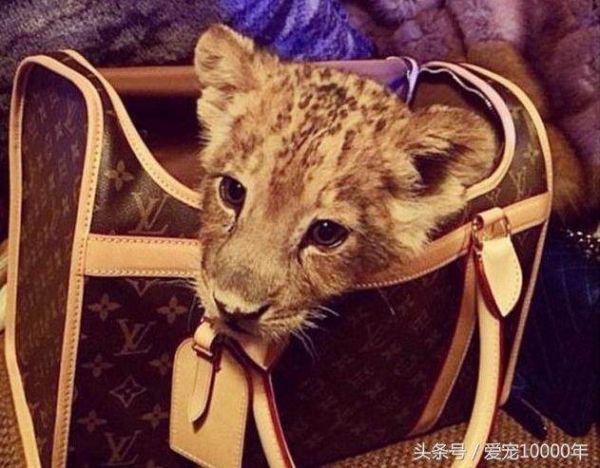 好奇的“小花猫”钻进越野车里，呆萌爆棚，车里的壮汉“傻”了-有驾