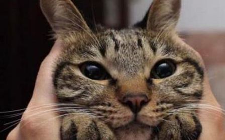 田园猫生病了怎么办？怎么治疗？