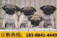 云南西双版纳勐海哪里能买到纯种狼青犬