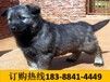 云南保山腾冲哪些地方狗场卖纯正血统比特犬