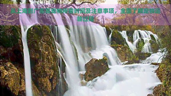 从上海到广东寄宠物所需时间及注意事项，全面了解宠物运输过程