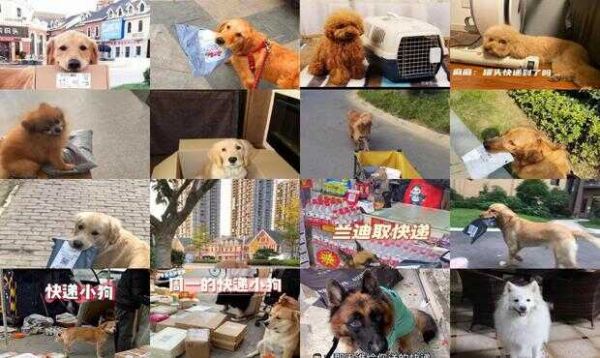 狗狗怎么寄快递