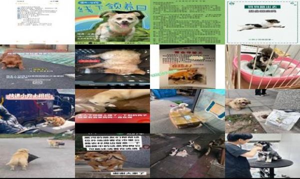 狗狗在外地怎么寄回家