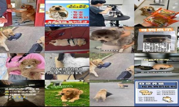 狗狗寄回家怎么处理 - 狗狗寄回家怎么寄啊-第1张图片-漂亮宠物百科网