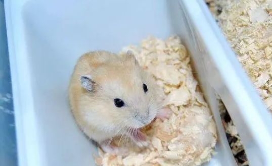 仓鼠怎么邮寄回家