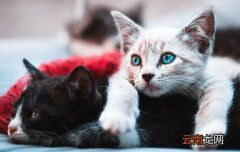 出门看见猫是什么预兆？没含义或者是好运