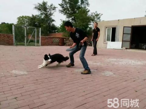 沈阳老兵宠物训练·沈阳老兵宠物训练，训犬，宠物寄养，欢迎咨询！