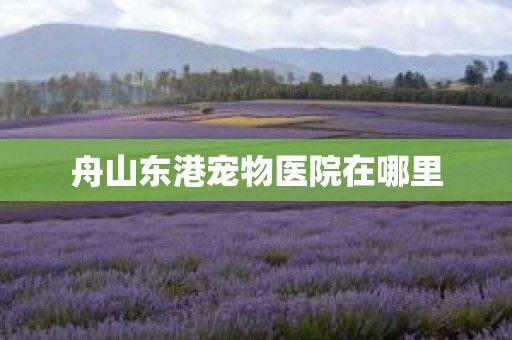 舟山东港宠物医院在哪里