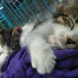 宠物医院给猫咪打疫苗驱虫,哪家医院服务好?
