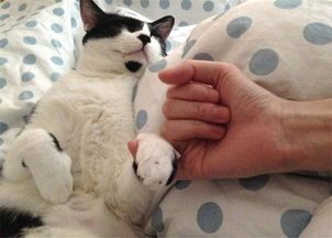 猫咪驱虫,哪家医院口碑好?