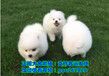 安阳正宗日本纯种柴犬纯血双冠日系柴犬