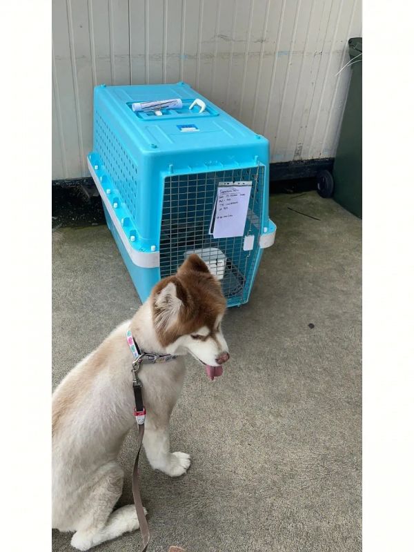 乌鲁木齐 托运 靠谱 猫狗运输