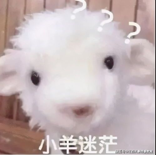 全球最小羊种:尼日利亚矮脚羊,性格温和大受欢迎!