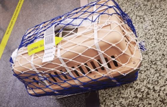 宠物托运航空箱要求