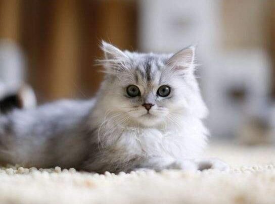 宠物猫生病主人乱灌药，导致小猫呛成肺炎，猫主：宠物医院太贵了