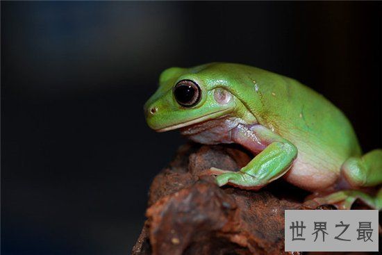 世界十大宠物蛙排行榜，盘点十大蛙类的习性特点与禁忌！