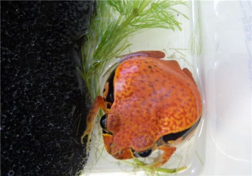 番茄蛙的喂食要点