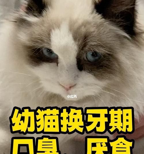猫咪舔到消炎药该注意什么（关于宠物用药的常见误区和正确做法）