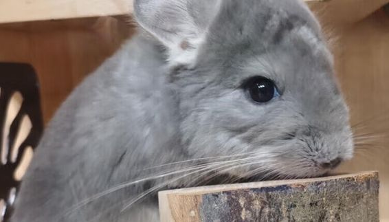 龙猫卖多少钱一只？金色的龙猫价格揭秘